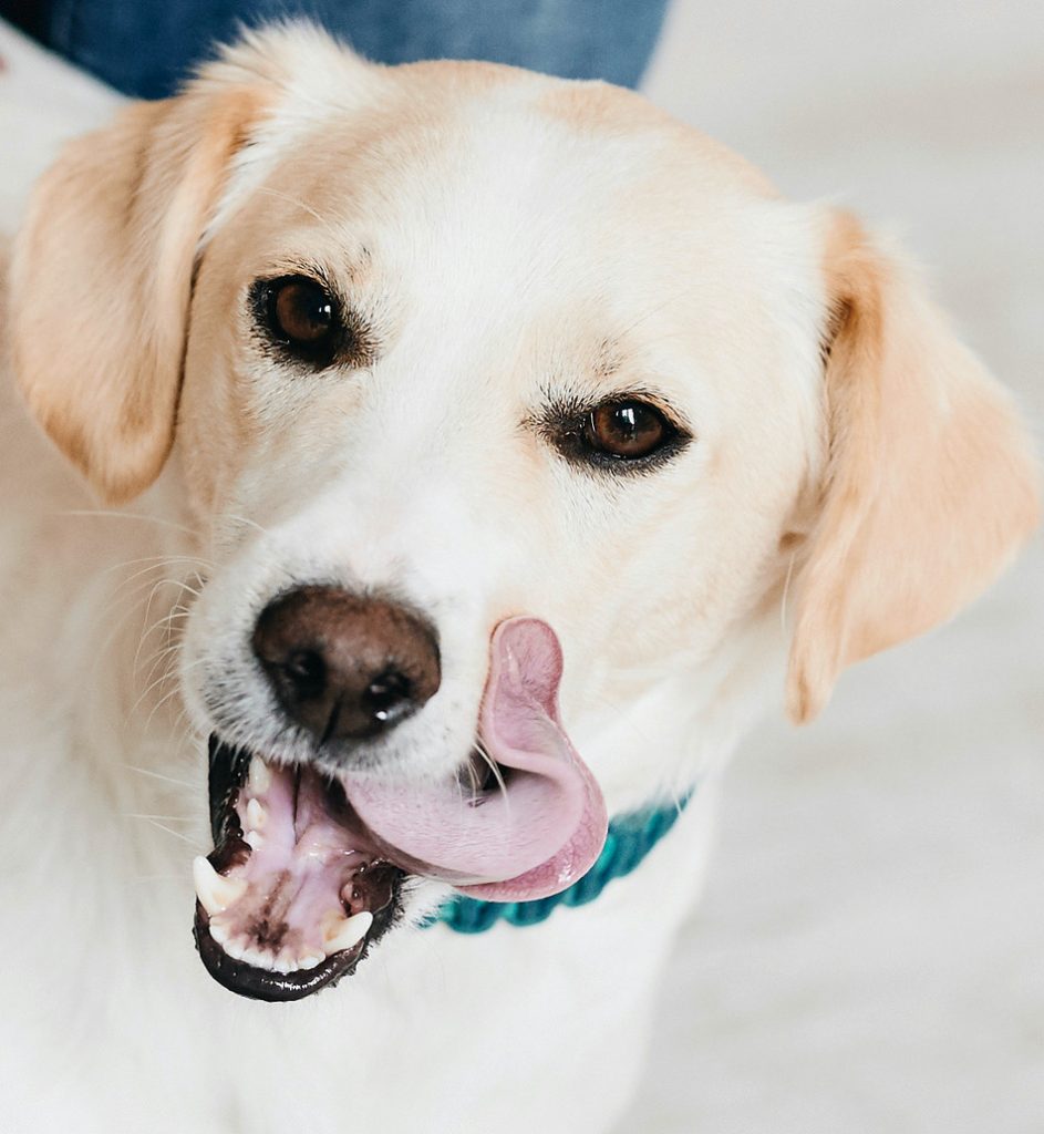 Bürohund Henry
