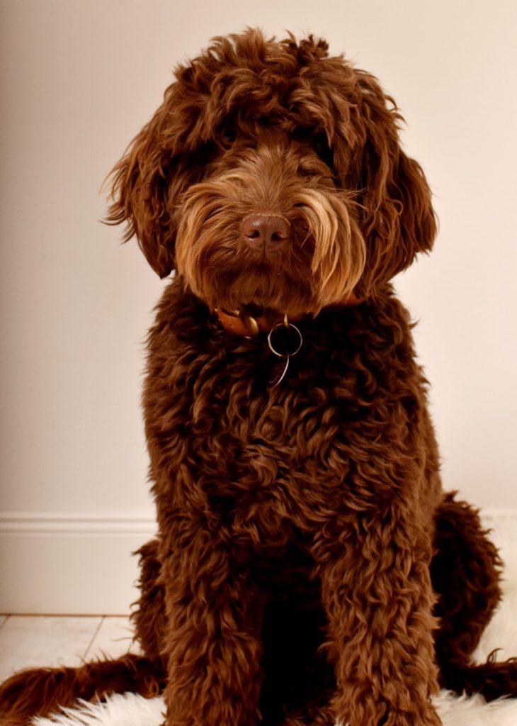 Bürohund Luzi